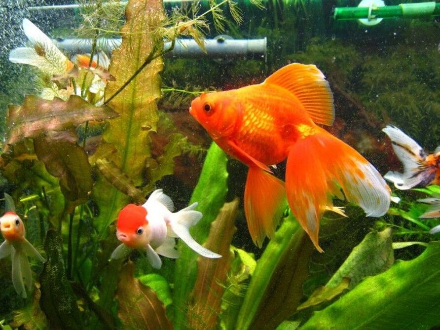 Geldaquarium mit Goldfischen