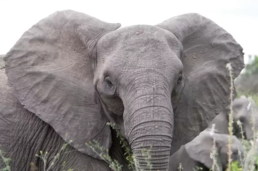 Glücksamulett - Elefant